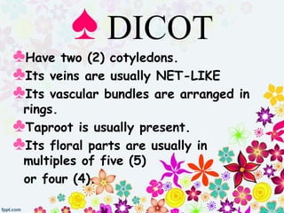 ♠ DICOT
♣Have two (2) cotyledons.
♣Its veins are usually NET-LIKE
♣Its vascular bundles are arranged in
rings.
♣Taproot is usually present.
♣Its floral parts are usually in
multiples of five (5)
or four (4).
 
