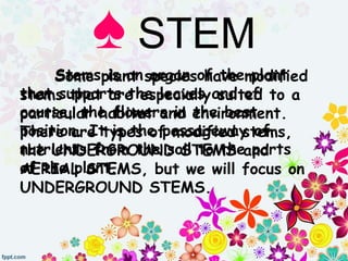 ♠ STEM
Stems is an organ of the plant
that supports the leaves and of
course, the flowers in the best
position. It is the passageway of
nutrients from the soil to the parts
of the plant.
Some plant species have modified
stems that are especially suited to a
particular habitat and environment.
There are types of modified stems,
the UNDERGROUND STEMS and
AERIAL STEMS, but we will focus on
UNDERGROUND STEMS.
 