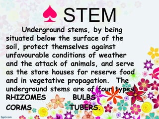 ♠ STEM
Underground stems, by being
situated below the surface of the
soil, protect themselves against
unfavourable conditions of weather
and the attack of animals, and serve
as the store houses for reserve food
and in vegetative propagation. The
underground stems are of four types:
.
 