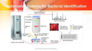 Chapter 5 Identification of Bacteria.pptx