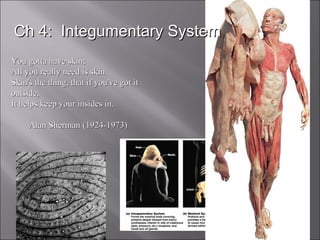 You gotta have skin; All you really need is skin. Skin's the thing, that if you've got it outside, It helps keep your insides in.    Alan Sherman (1924-1973) Ch 4:  Integumentary System 