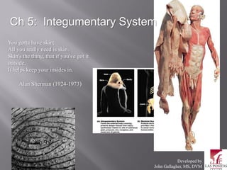Ch 5: Integumentary System
You gotta have skin;
All you really need is skin.
Skin's the thing, that if you've got it
outside,
It helps keep your insides in.

     Alan Sherman (1924-1973)




                                                      Developed by
                                          John Gallagher, MS, DVM
 