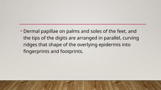 Chapter 5 Integumentary System ( Anatomy and Physiology) .pptx