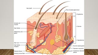 Chapter 5 Integumentary System ( Anatomy and Physiology) .pptx