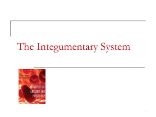 1
The Integumentary System
 
