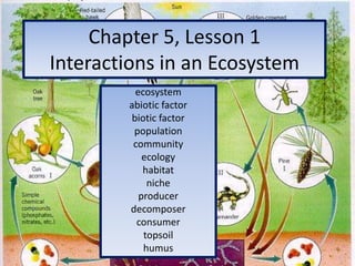 Chapter 5, Lesson 1Interactions in an Ecosystem ecosystem abiotic factor biotic factor population community ecology habitat niche producer decomposer consumer topsoil humus 