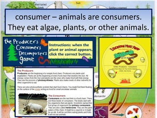 consumer – animals are consumers.  They eat algae, plants, or other animals.