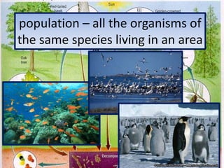 population – all the organisms of the same species living in an area