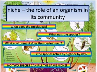 niche – the role of an organism in its communityWhat does the species eat?What eats the species?What environment does the species need?Is the species active by night or by day?NO TWO SPECIES CAN FILL THE SAME NICHE!