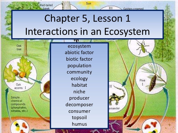 Interactions In Ecosystems Worksheet Escolagersonalvesgui