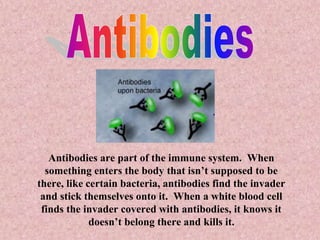 Antibodies are part of the immune system. When
something enters the body that isn’t supposed to be
there, like certain bacteria, antibodies find the invader
and stick themselves onto it. When a white blood cell
finds the invader covered with antibodies, it knows it
doesn’t belong there and kills it.
 