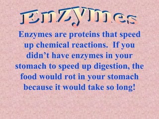 Enzymes are proteins that speed
up chemical reactions. If you
didn’t have enzymes in your
stomach to speed up digestion, the
food would rot in your stomach
because it would take so long!
 