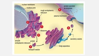 Chapter 5 metabolism.pptx