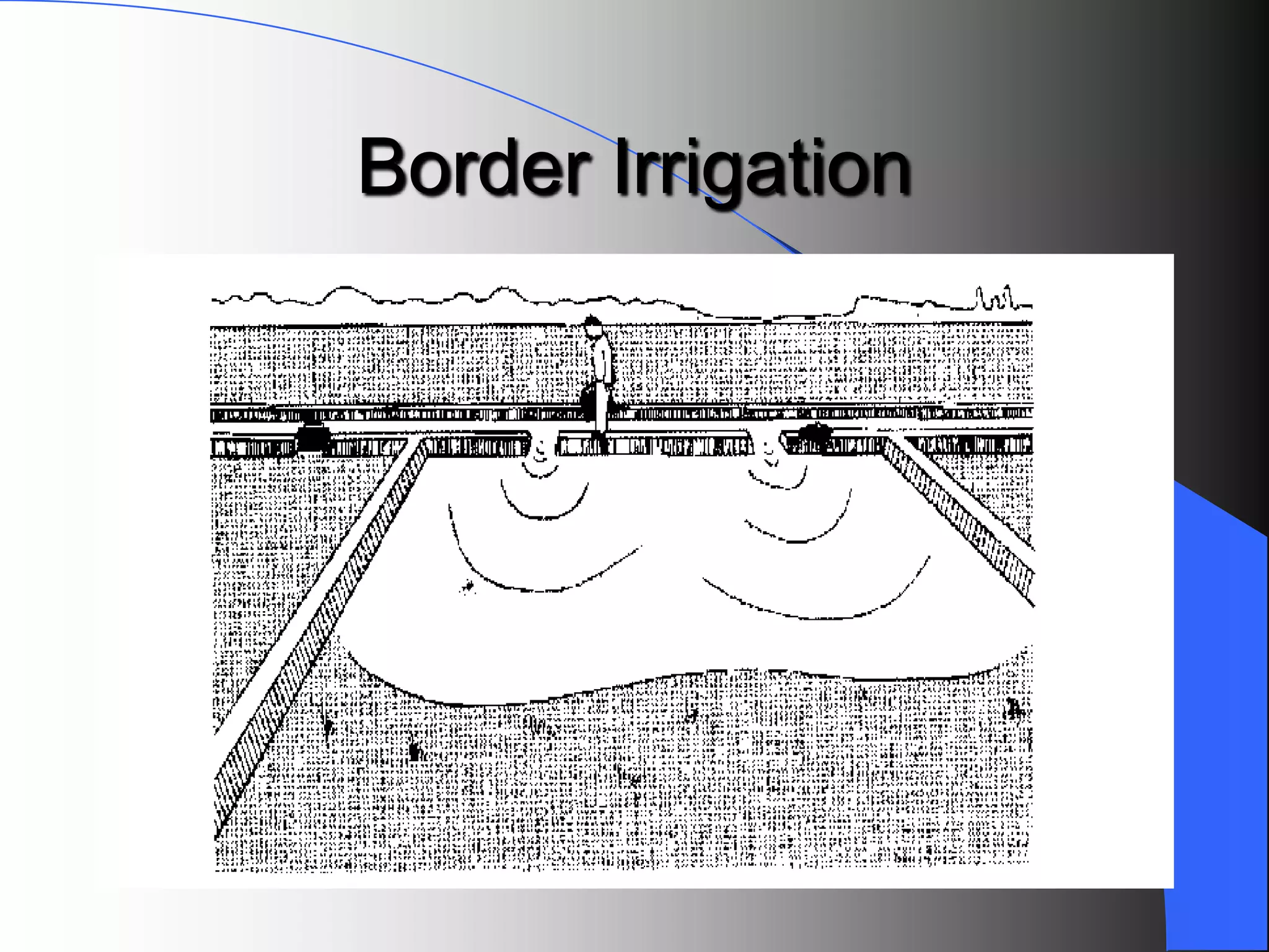 Border Irrigation
 