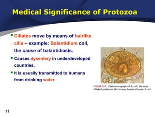 Medical Significance of Protozoa
 Ciliates move by means of hairlike
cilia – example: Balantidium coli,
the cause of balantidiasis.

 Causes dysentery in underdeveloped
countries.

 It is usually transmitted to humans
from drinking water.

11

 