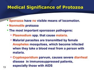 Medical Significance of Protozoa

• Sporozoa have no visible means of locomotion.
• Nonmotile protozoa
• The most important sporozoan pathogens:
• Plasmodium spp. that cause malaria.
• Malarial parasites are transmitted by female
Anopheles mosquitoes, which become infected
when they take a blood meal from a person with
malaria.

• Cryptosporidium parvum, causes severe diarrheal
13

disease in immunosuppressed patients,
especially those with AIDS

 