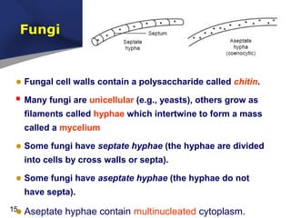 Fungi

• Fungal cell walls contain a polysaccharide called chitin.
 Many fungi are unicellular (e.g., yeasts), others grow as
filaments called hyphae which intertwine to form a mass
called a mycelium

• Some fungi have septate hyphae (the hyphae are divided
into cells by cross walls or septa).

• Some fungi have aseptate hyphae (the hyphae do not
have septa).

• Aseptate hyphae contain multinucleated cytoplasm.

15

 