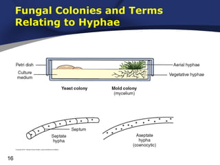Fungal Colonies and Terms
Relating to Hyphae

16

 