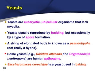 Yeasts

• Yeasts are eucaryotic, unicellular organisms that lack
mycelia.

• Yeasts usually reproduce by budding, but occasionally
by a type of spore formation.

• A string of elongated buds is known as a pseudohypha
(not really a hypha).

 Some yeasts (e.g., Candida albicans and Cryptococcus
neoformans) are human pathogens.

• Saccharomyces cerevisiae is a yeast used in baking.
20

 