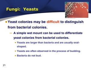 Fungi: Yeasts

• Yeast colonies may be difficult to distinguish
from bacterial colonies.

–

A simple wet mount can be used to differentiate
yeast colonies from bacterial colonies.
• Yeasts are larger than bacteria and are usually ovalshaped.

• Yeasts are often observed in the process of budding.
• Bacteria do not bud.
21

 