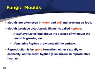 Fungi: Moulds
• Moulds are often seen in water and soil and growing on food.
• Moulds produce cytoplasmic filaments called hyphae.
– Aerial hyphae extend above the surface of whatever the
mould is growing on.

–

Vegetative hyphae grow beneath the surface.

• Reproduction is by spore formation, either sexually or
asexually, on the aerial hyphae (also known as reproductive
hyphae).
23

 