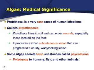 Algae: Medical Significance
• Prototheca, is a very rare cause of human infections
• Causes protothecosis
• Prototheca lives in soil and can enter wounds, especially
those located on the feet.

•

It produces a small subcutaneous lesion that can
progress to a crusty, wartylooking lesion.

• Some Algae secrete toxic substances called phycotoxins
– Poisonous to humans, fish, and other animals
5

 