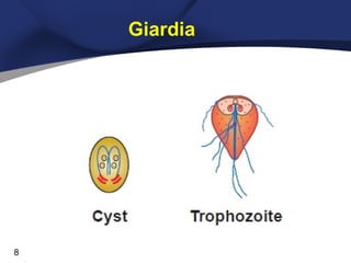 Giardia

8

 