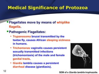 Medical Significance of Protozoa

 Flagellates move by means of whiplike
flagella.

 Pathogenic Flagellates:
• Trypanoso...