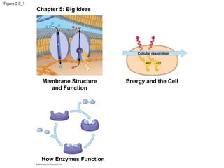 Biology 2 Chapter 5 notes | PPT