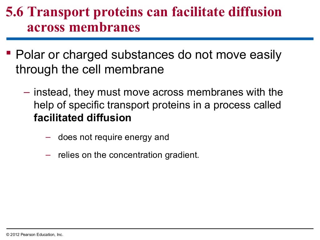 Biology 2 Chapter 5 notes