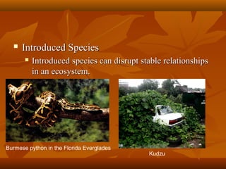 

Introduced Species


Introduced species can disrupt stable relationships
in an ecosystem.

Burmese python in the Florida Everglades

Kudzu

 