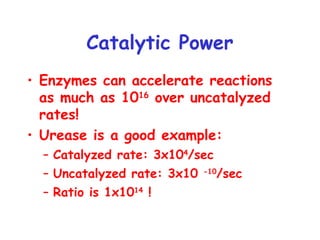 Catalytic Power
• Enzymes can accelerate reactions
as much as 1016
over uncatalyzed
rates!
• Urease is a good example:
– Catalyzed rate: 3x104
/sec
– Uncatalyzed rate: 3x10 -10
/sec
– Ratio is 1x1014
!
 