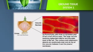 CHAPTER 5 PLANT BODY Botany First Sem.pptx