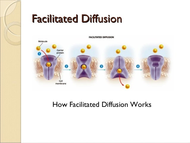 chapter 5 powerpoint how facilitated diffusion works
