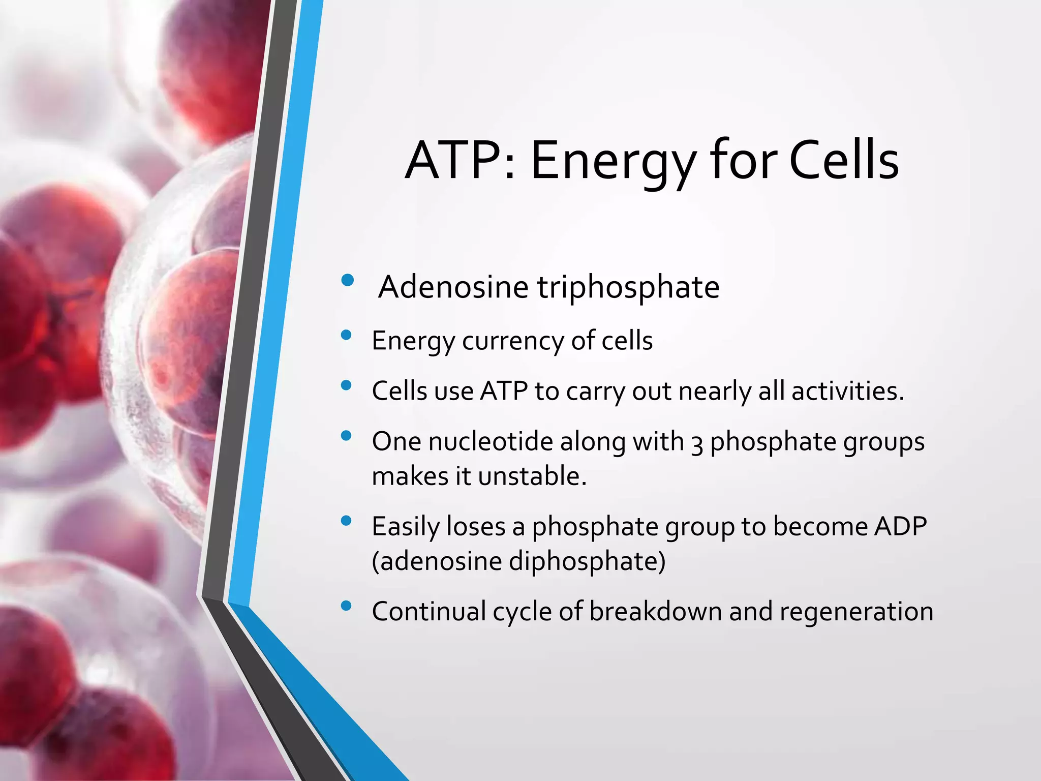 Copyright © McGraw-Hill Education. All rights reserved. Authorized only for instructor use in the classroom. No reproduction or distribution without the prior written
consent of McGraw-Hill Education.
5-10
ATP: Energy for Cells
• Adenosine triphosphate
• Energy currency of cells
• Cells use ATP to carry out nearly all activities.
• One nucleotide along with 3 phosphate groups
makes it unstable.
• Easily loses a phosphate group to become ADP
(adenosine diphosphate)
• Continual cycle of breakdown and regeneration
 