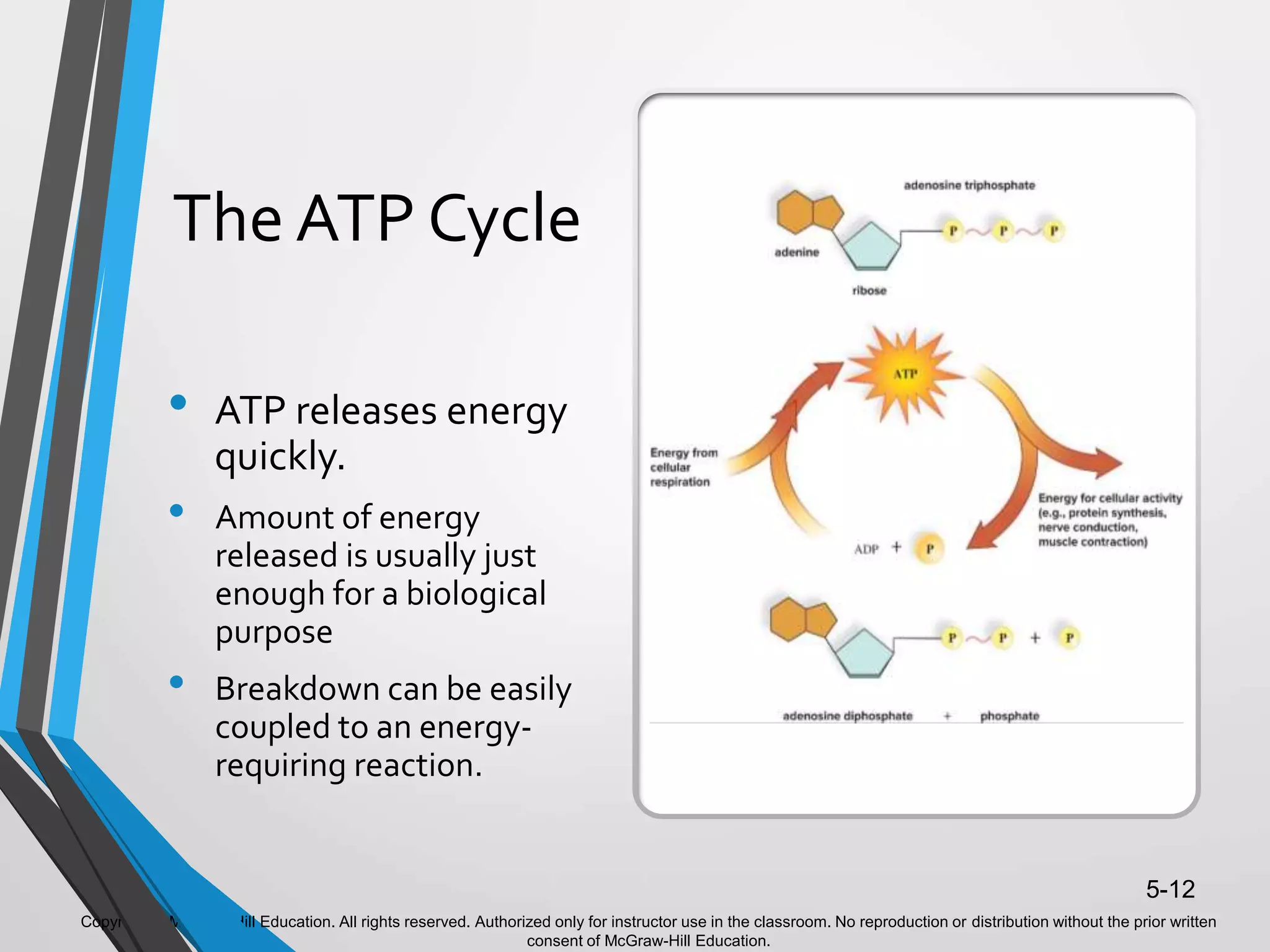 Copyright © McGraw-Hill Education. All rights reserved. Authorized only for instructor use in the classroom. No reproduction or distribution without the prior written
consent of McGraw-Hill Education.
5-12
The ATP Cycle
• ATP releases energy
quickly.
• Amount of energy
released is usually just
enough for a biological
purpose
• Breakdown can be easily
coupled to an energy-
requiring reaction.
 