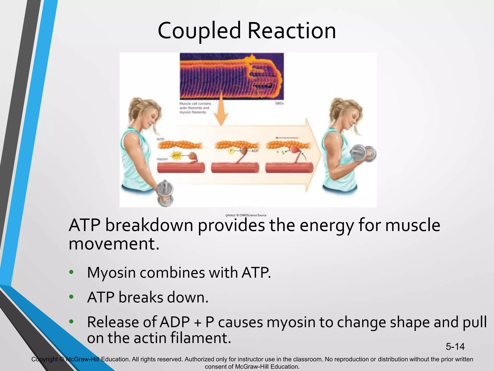 Copyright © McGraw-Hill Education. All rights reserved. Authorized only for instructor use in the classroom. No reproduction or distribution without the prior written
consent of McGraw-Hill Education.
5-14
Coupled Reaction
ATP breakdown provides the energy for muscle
movement.
• Myosin combines with ATP.
• ATP breaks down.
• Release of ADP + P causes myosin to change shape and pull
on the actin filament.
(photo): © CNRI/ScienceSource
 