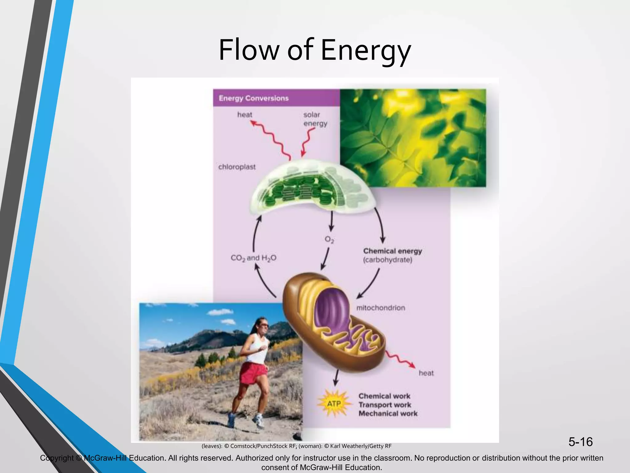 Copyright © McGraw-Hill Education. All rights reserved. Authorized only for instructor use in the classroom. No reproduction or distribution without the prior written
consent of McGraw-Hill Education.
5-16
Flow of Energy
(leaves): © Comstock/PunchStock RF; (woman): © Karl Weatherly/Getty RF
 