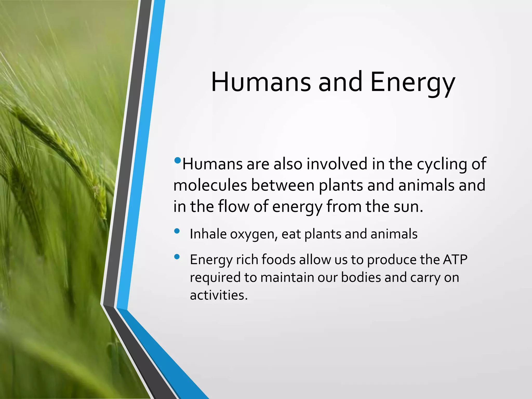 Copyright © McGraw-Hill Education. All rights reserved. Authorized only for instructor use in the classroom. No reproduction or distribution without the prior written
consent of McGraw-Hill Education.
5-17
Humans and Energy
•Humans are also involved in the cycling of
molecules between plants and animals and
in the flow of energy from the sun.
• Inhale oxygen, eat plants and animals
• Energy rich foods allow us to produce the ATP
required to maintain our bodies and carry on
activities.
 