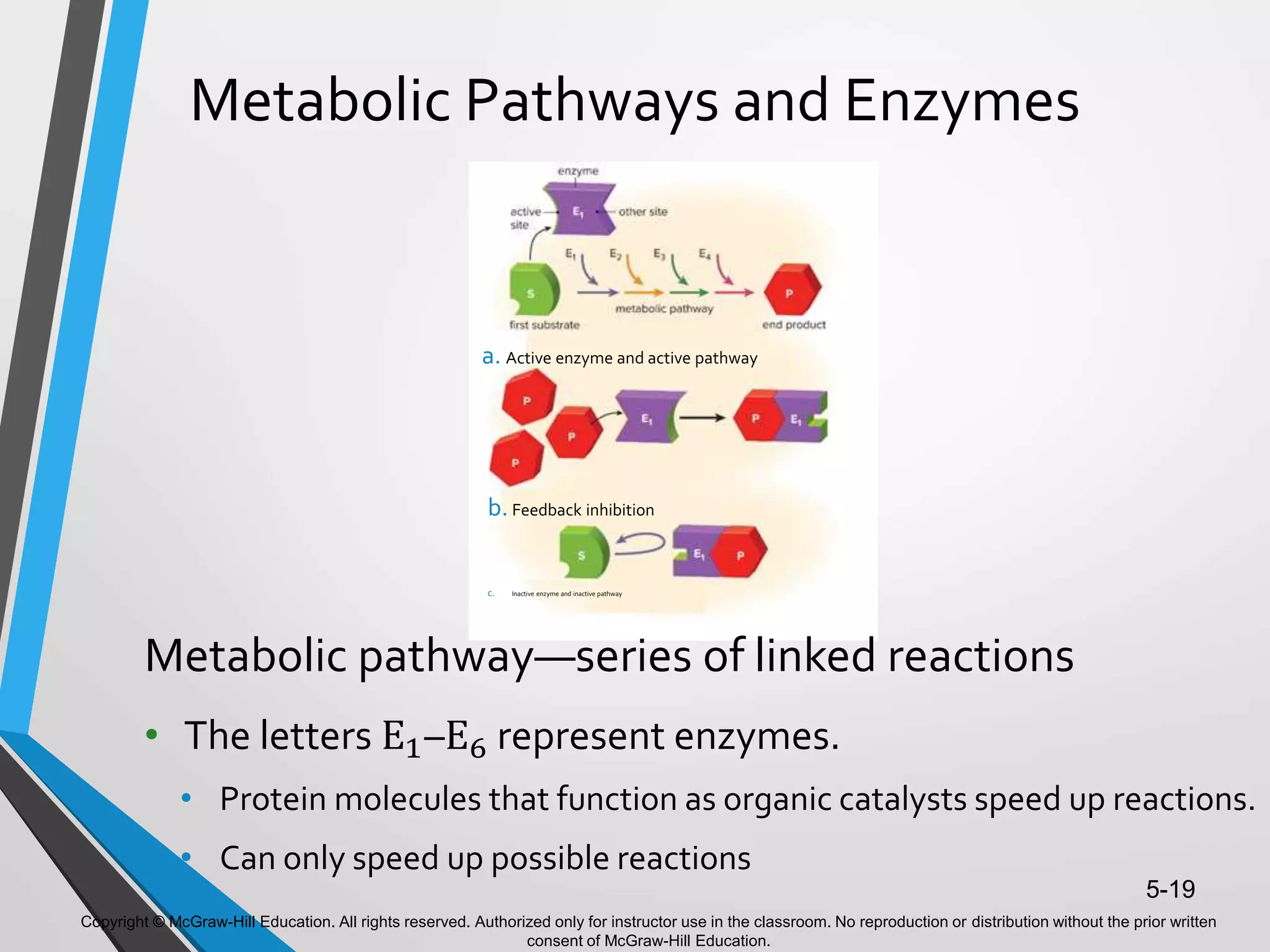 Copyright © McGraw-Hill Education. All rights reserved. Authorized only for instructor use in the classroom. No reproduction or distribution without the prior written
consent of McGraw-Hill Education.
5-19
Metabolic Pathways and Enzymes
Metabolic pathway—series of linked reactions
• The letters E1–E6 represent enzymes.
• Protein molecules that function as organic catalysts speed up reactions.
• Can only speed up possible reactions
a. Active enzyme and active pathway
b. Feedback inhibition
c. Inactive enzyme and inactive pathway
 