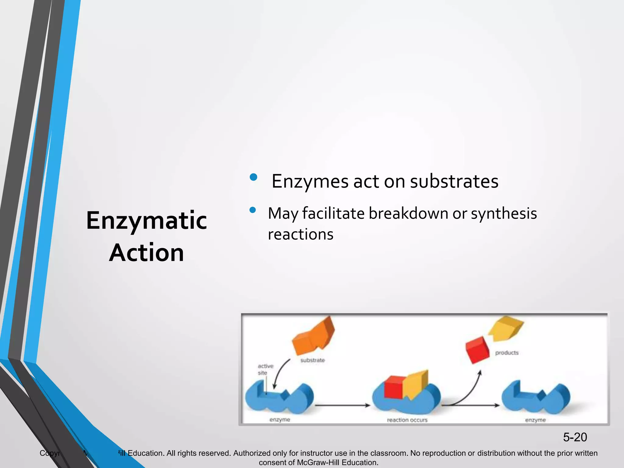 Copyright © McGraw-Hill Education. All rights reserved. Authorized only for instructor use in the classroom. No reproduction or distribution without the prior written
consent of McGraw-Hill Education.
5-20
Enzymatic
Action
• Enzymes act on substrates
• May facilitate breakdown or synthesis
reactions
 