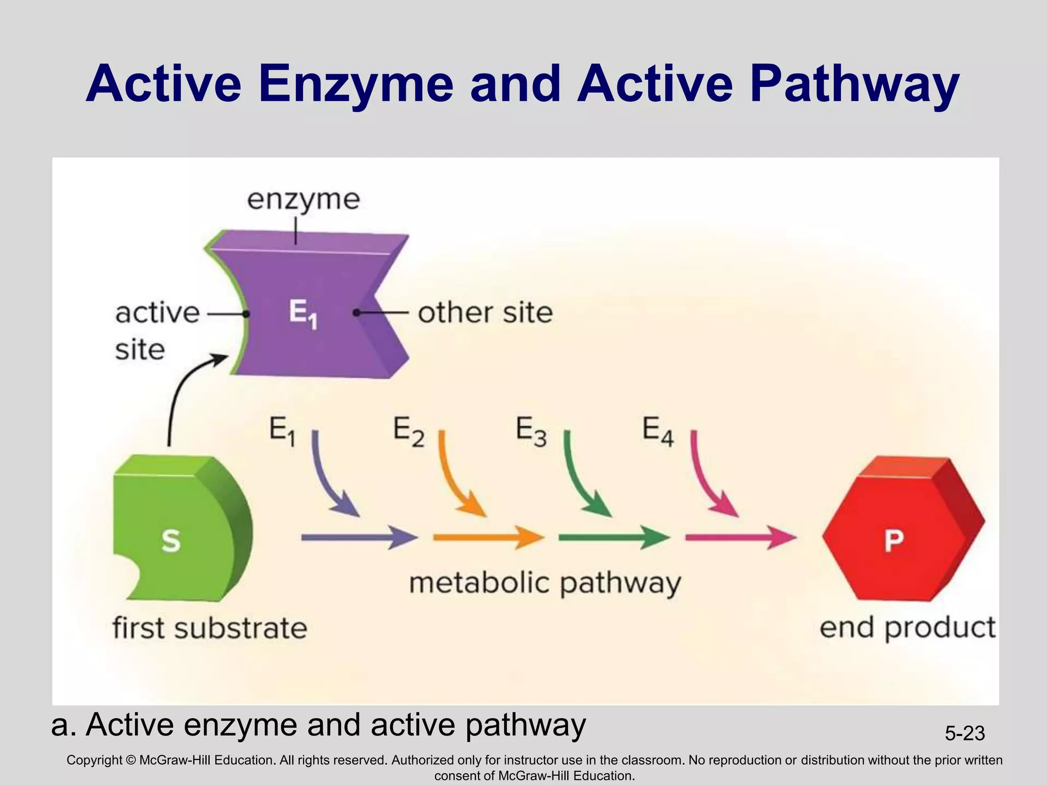Copyright © McGraw-Hill Education. All rights reserved. Authorized only for instructor use in the classroom. No reproduction or distribution without the prior written
consent of McGraw-Hill Education.
5-23
Active Enzyme and Active Pathway
a. Active enzyme and active pathway
 