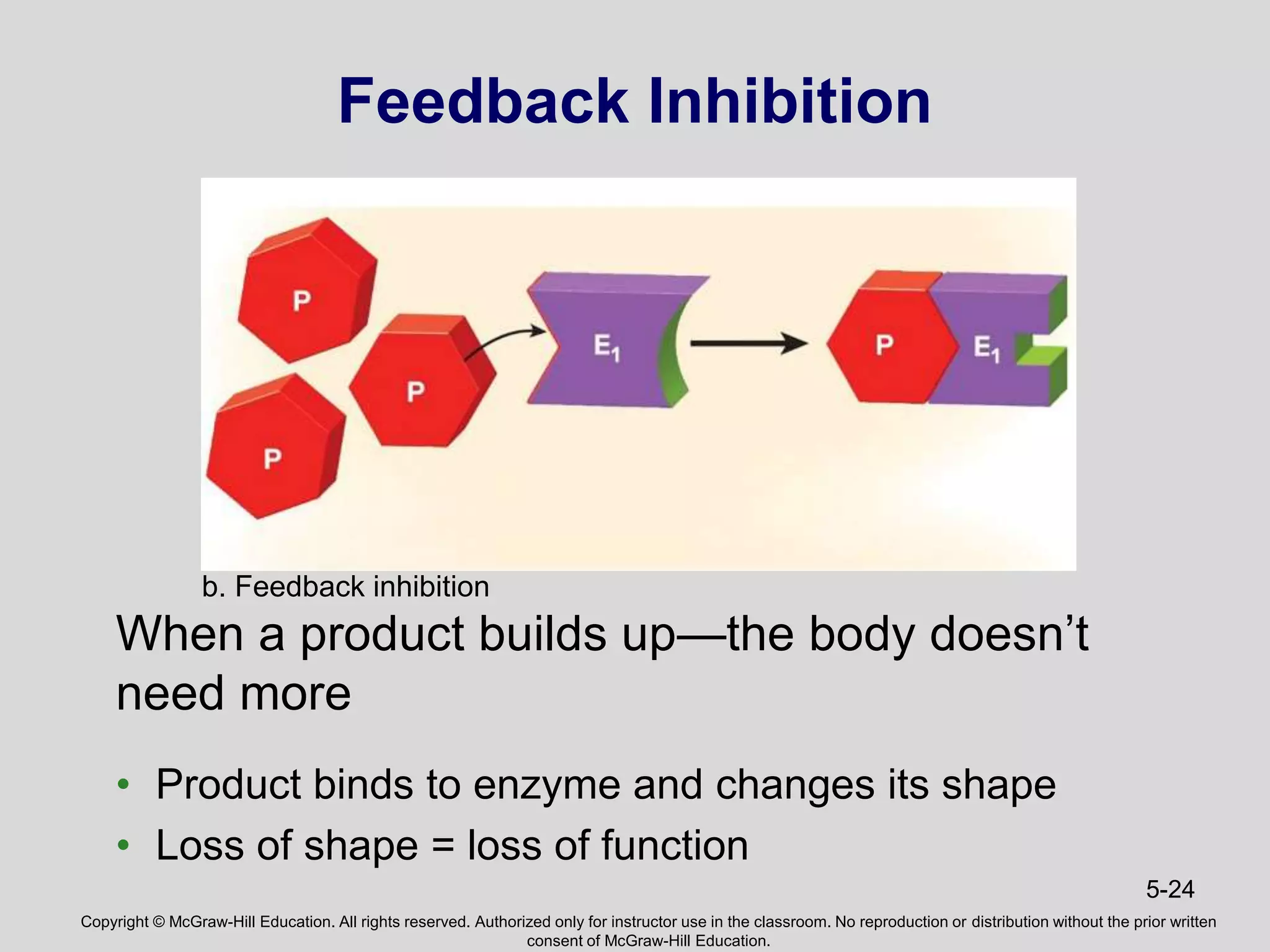 Copyright © McGraw-Hill Education. All rights reserved. Authorized only for instructor use in the classroom. No reproduction or distribution without the prior written
consent of McGraw-Hill Education.
5-24
Feedback Inhibition
When a product builds up—the body doesn’t
need more
• Product binds to enzyme and changes its shape
• Loss of shape = loss of function
b. Feedback inhibition
 