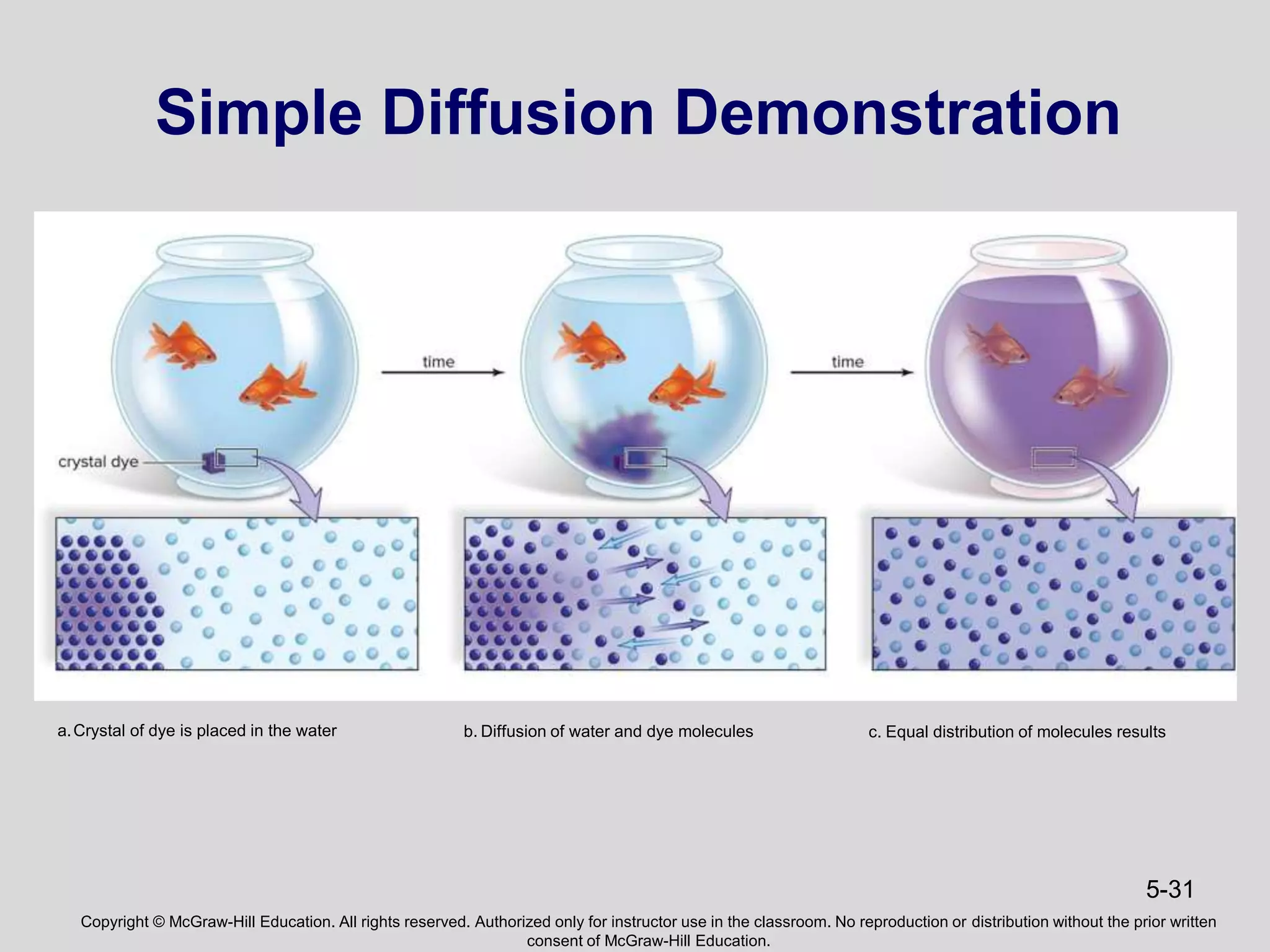 Copyright © McGraw-Hill Education. All rights reserved. Authorized only for instructor use in the classroom. No reproduction or distribution without the prior written
consent of McGraw-Hill Education.
5-31
Simple Diffusion Demonstration
a.Crystal of dye is placed in the water b. Diffusion of water and dye molecules c. Equal distribution of molecules results
 
