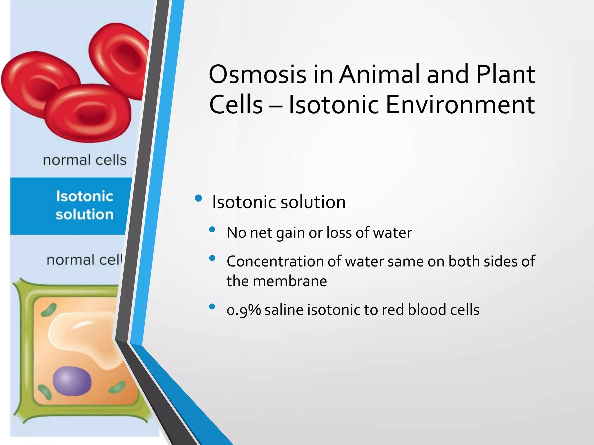 Copyright © McGraw-Hill Education. All rights reserved. Authorized only for instructor use in the classroom. No reproduction or distribution without the prior written
consent of McGraw-Hill Education.
5-34
Osmosis in Animal and Plant
Cells – Isotonic Environment
• Isotonic solution
• No net gain or loss of water
• Concentration of water same on both sides of
the membrane
• 0.9% saline isotonic to red blood cells
 