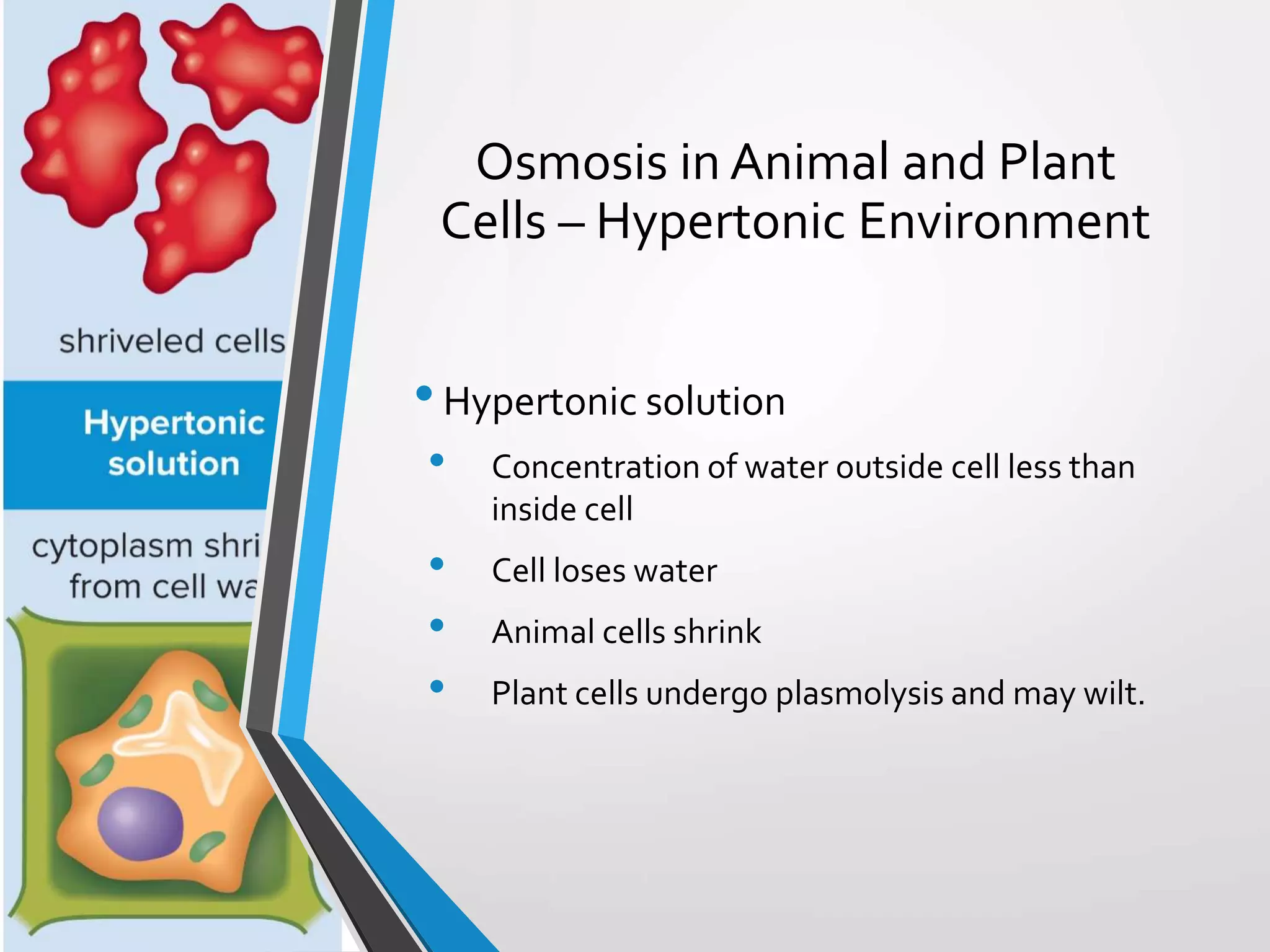 Copyright © McGraw-Hill Education. All rights reserved. Authorized only for instructor use in the classroom. No reproduction or distribution without the prior written
consent of McGraw-Hill Education.
5-36
Osmosis in Animal and Plant
Cells – Hypertonic Environment
•Hypertonic solution
• Concentration of water outside cell less than
inside cell
• Cell loses water
• Animal cells shrink
• Plant cells undergo plasmolysis and may wilt.
 