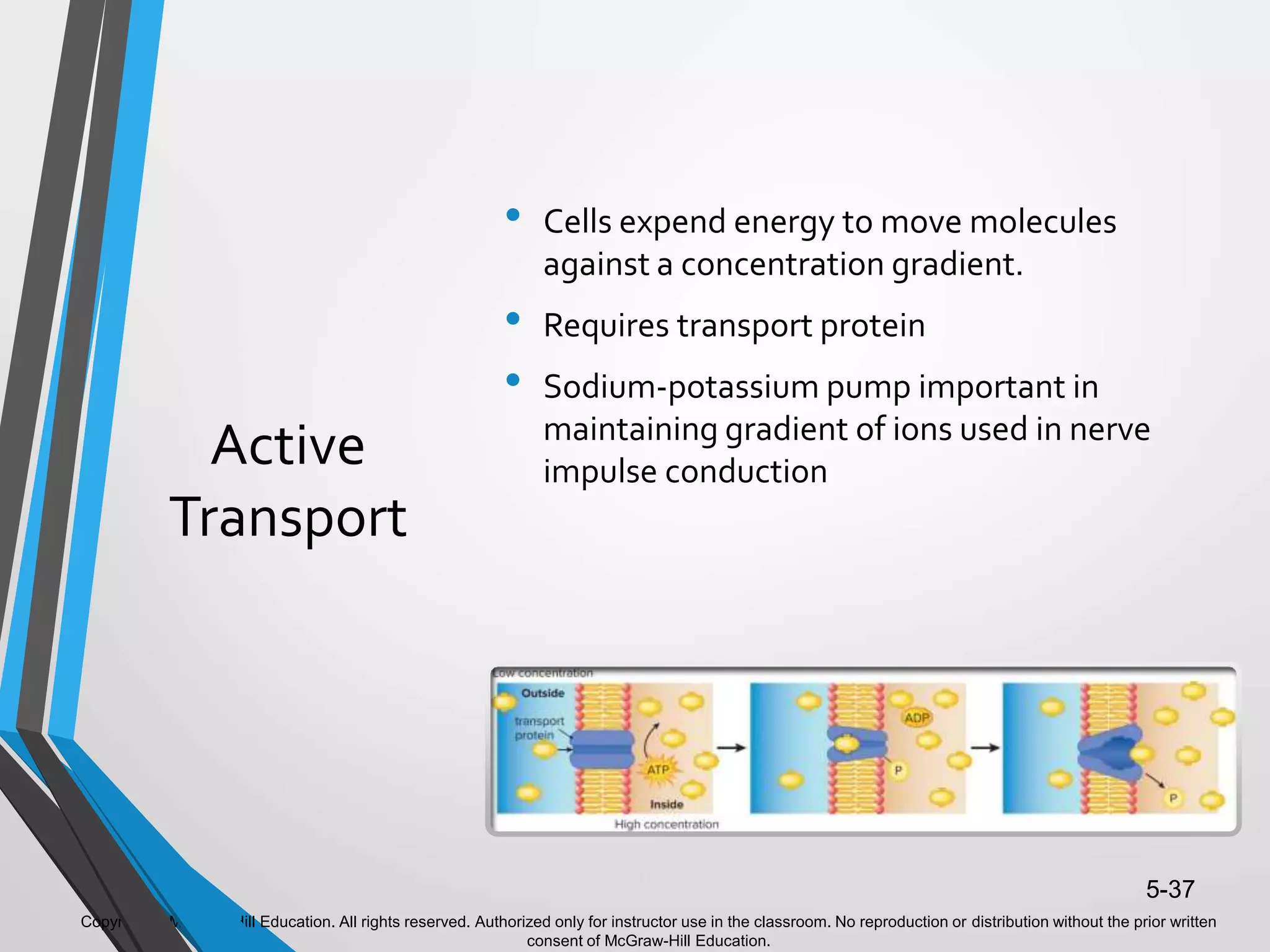 Copyright © McGraw-Hill Education. All rights reserved. Authorized only for instructor use in the classroom. No reproduction or distribution without the prior written
consent of McGraw-Hill Education.
5-37
Active
Transport
• Cells expend energy to move molecules
against a concentration gradient.
• Requires transport protein
• Sodium-potassium pump important in
maintaining gradient of ions used in nerve
impulse conduction
 