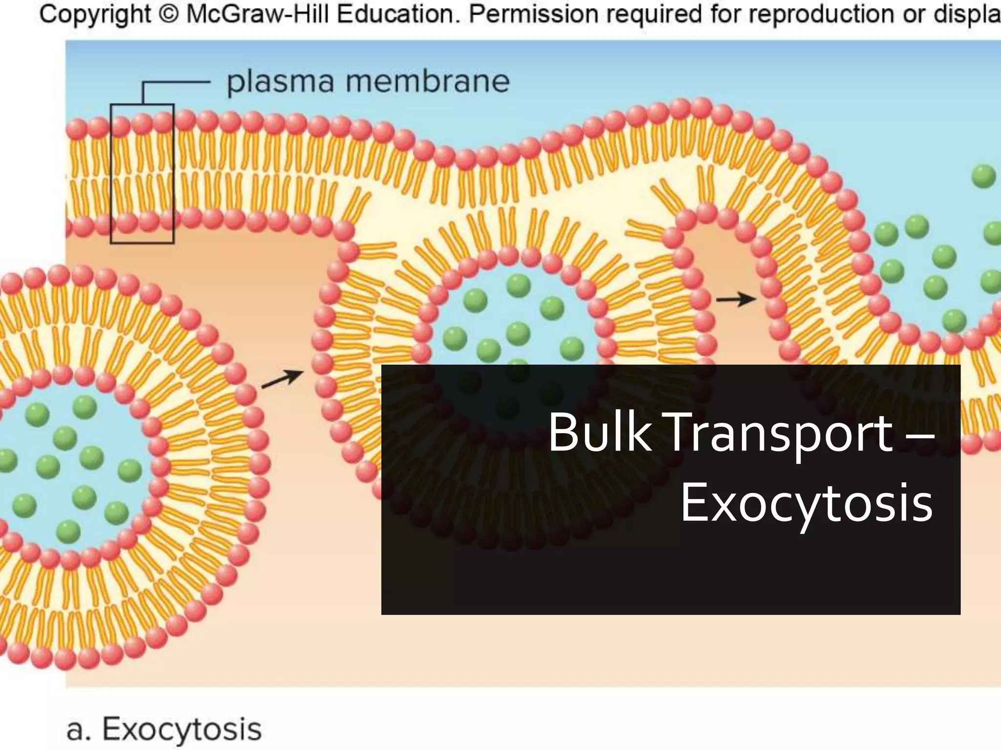Copyright © McGraw-Hill Education. All rights reserved. Authorized only for instructor use in the classroom. No reproduction or distribution without the prior written
consent of McGraw-Hill Education.
5-39
BulkTransport –
Exocytosis
 