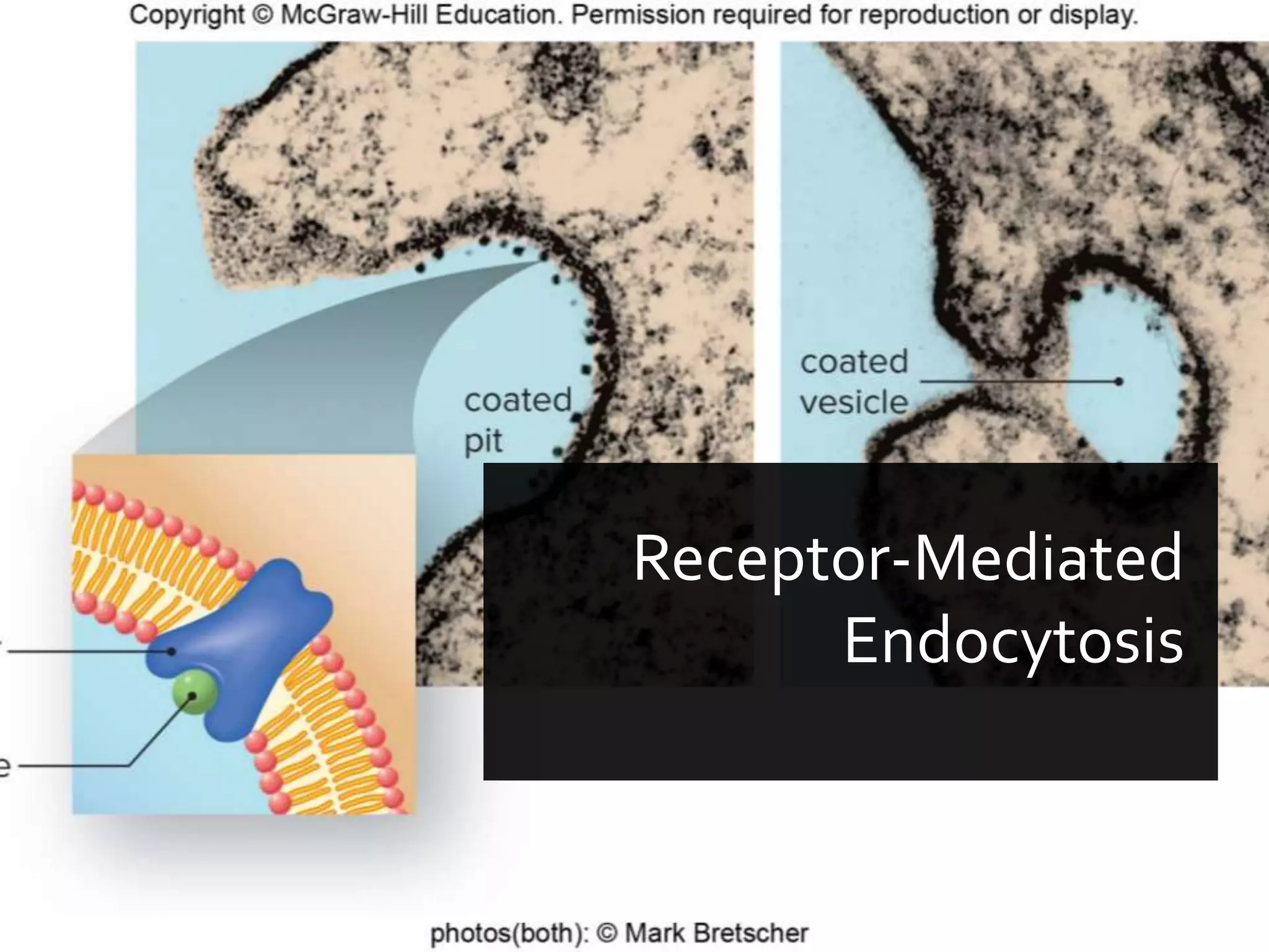 Copyright © McGraw-Hill Education. All rights reserved. Authorized only for instructor use in the classroom. No reproduction or distribution without the prior written
consent of McGraw-Hill Education.
5-41
Receptor-Mediated
Endocytosis
 