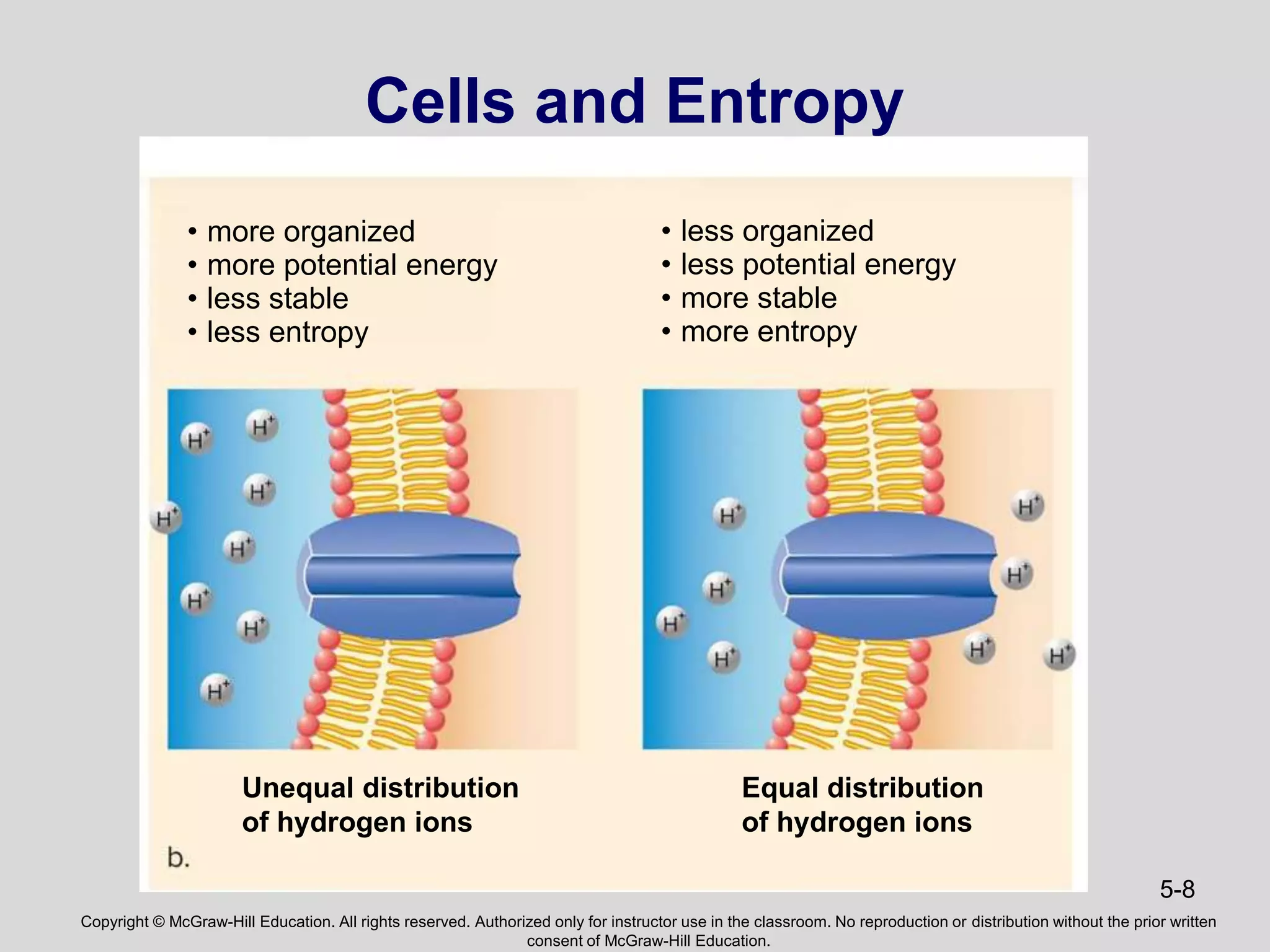 Copyright © McGraw-Hill Education. All rights reserved. Authorized only for instructor use in the classroom. No reproduction or distribution without the prior written
consent of McGraw-Hill Education.
5-8
Cells and Entropy
Unequal distribution
of hydrogen ions
• more organized
• more potential energy
• less stable
• less entropy
Equal distribution
of hydrogen ions
• less organized
• less potential energy
• more stable
• more entropy
 